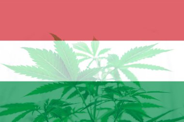 Macaristan 'da esrar yasallaştırma. ABD' de ot arındırma. Macaristan bayrağında kenevir marihuana yaprağı. Macaristan 'da tıbbi esrar.