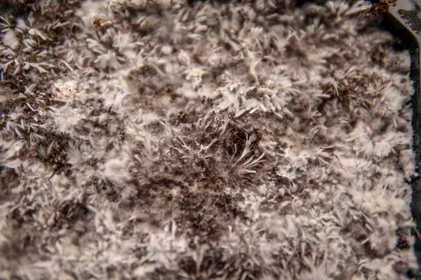 Psilocybe Cubensis Medicijnen Paddenstoelen Teelt Mycelium Filamenten Kokosvezels Mycelium Paddo — Stockfoto