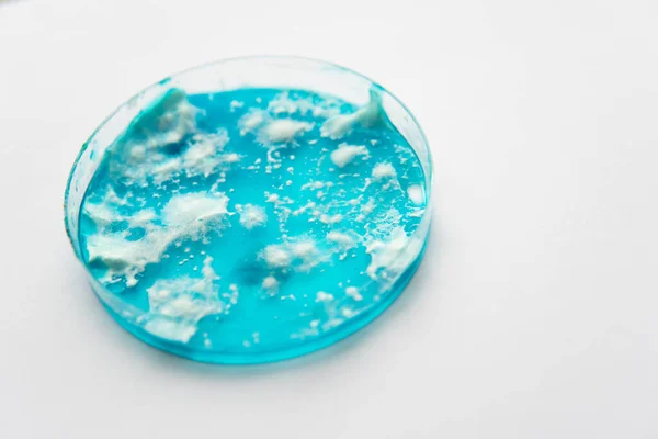 Reishi Paddestoel Mycelium Aardappel Dextrose Agar Laboratoriumtoebehoren Mycologie Groeien Een — Stockfoto