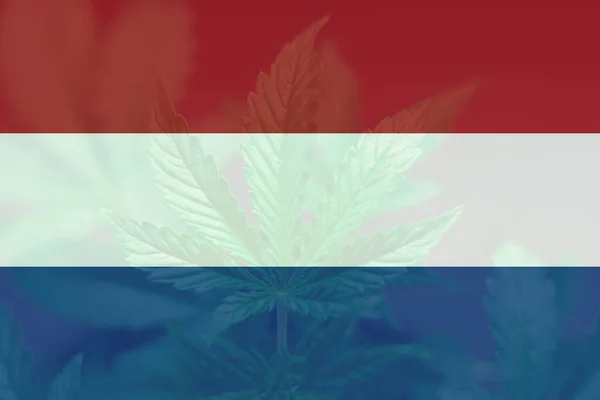 Folha Maconha Cannabis Bandeira Holanda Legalização Cannabis Nos Países Baixos — Fotografia de Stock