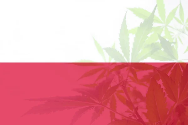 Cannabislegalisering Polen Marijuanablad Polens Flagga Avkriminalisering Ogräs Polen Medicinsk Cannabis — Stockfoto