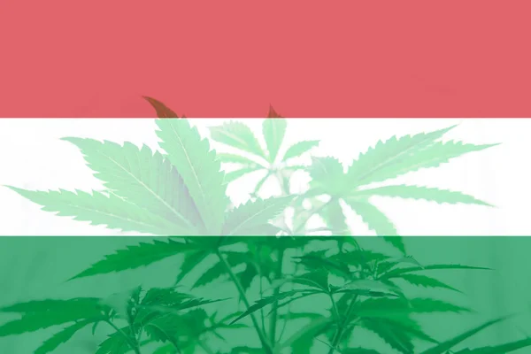 Cannabis Legalisering Ungern Ogräsavkriminalisering Usa Marijuanablad Ungerns Flagga Medicinsk Cannabis — Stockfoto