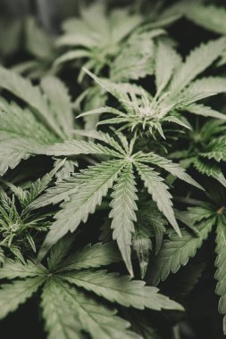 Otun azaltılması. Kenevir yaprağının yasallaştırılması tıbbi esrar CBD. Yeşil kenevir arka planı. Esrar ve marihuana esrarı. Dikey çekim.