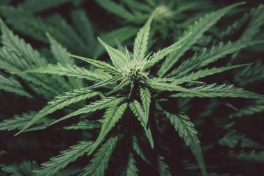 Doğal saksı otu. Çiçek açan sativa yetiştir. Ot ekimi. Marihuana yaprağı. Kenevir bitkisi. Kenevir yetiştiriciliği. Yeşil arkaplan.