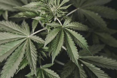 Yeşil kenevir arka planı. Kenevir yaprağının yasallaştırılması tıbbi esrar CBD. Otun azaltılması. Esrar ve marihuana esrarı.