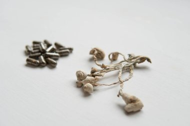 Psilosibin mantarı. Sihirli mantar. Mikro doz Dry Psilocybe cubensis. fiziksel enerji Psychedelic mikrodoz.