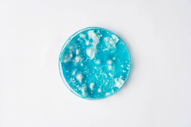 Mantar miselyum petri kabı. Laboratuvar aksesuarları. Reishi mantarı miselyumu patates dekstroz agar üzerinde. Beyaz arka plan. Petri kabında büyüyen mikoloji. Agar 'da mantar miselyumu.