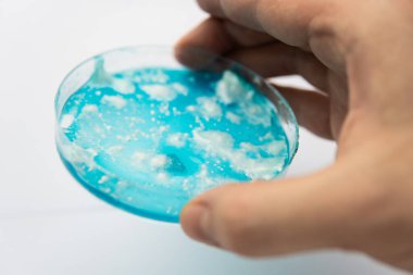 Agar 'da mantar miselyumu. Mantar miselyum petri kabı. Laboratuvar aksesuarları. Reishi mantarı miselyumu patates dekstroz agar üzerinde. Petri kabında büyüyen mikoloji. Beyaz arkaplan.