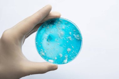 Agar 'da mantar miselyumu. Beyaz arka plan. Laboratuvar aksesuarları. Mantar miselyum petri kabı. Petri kabında büyüyen mikoloji. Reishi mantarı miselyumu patates dekstroz agar.