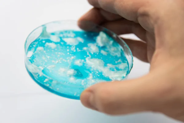 Svampmycel Agar Svampmycel Petriskål Laboratorietillbehör Reishi Svampmycel Potatis Dextros Agar — Stockfoto