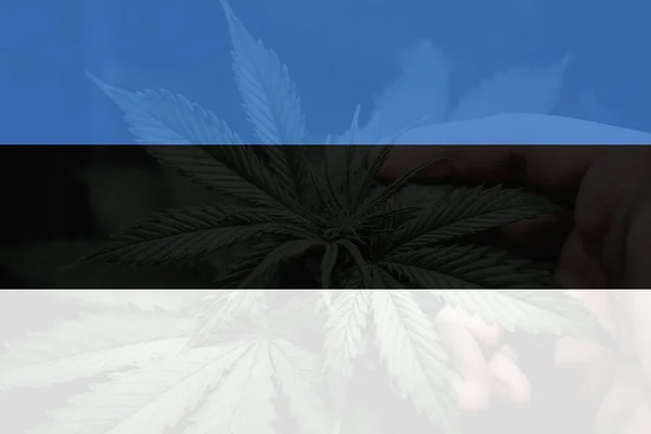 Avkriminalisering Ogräs Estland Medicinsk Cannabis Estland Cannabislegalisering Estland Marijuanablad Estlands — Stockfoto