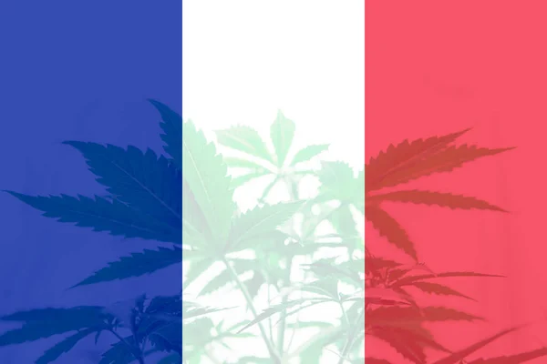 Legalizzazione Della Cannabis Francia Cannabis Medica Francia Decriminalizzazione Erba Francia — Foto Stock