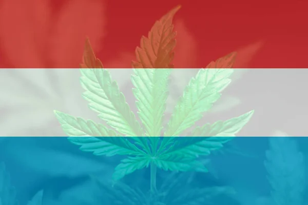 Cannabis Medicinal Luxemburgo Folha Maconha Cannabis Bandeira Luxemburgo Legalização Cannabis — Fotografia de Stock