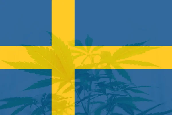 Медицинская Марихуана Швеции Лист Марихуаны Конопли Флаге Швеции Легализация Конопли — стоковое фото