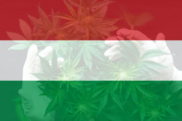 Medicinsk Cannabis Ungern Marijuanablad Ungerns Flagga Cannabislegalisering Ungern Avkriminalisering Ogräs — Stockfoto