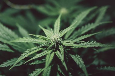 Kenevir yetiştiriciliği. Yeşil arka plan. Doğal saksı otu. Çiçek açan sativa yetiştir. Ot ekimi. Marihuana yaprağı. Esrar bitkisi .