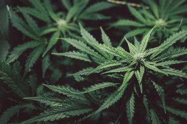 Marihuana yaprağı. Doğal saksı otu. Kenevir bitkisi. Kenevir yetiştiriciliği. Yeşil arka plan. Çiçek açan sativa yetiştir. Ot ekimi.