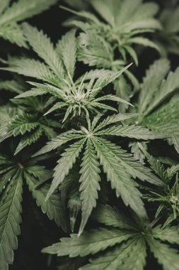 Kenevir yaprağının yasallaştırılması tıbbi esrar CBD. Yeşil kenevir arka planı. Esrar ve marihuana esrarı. Otun azaltılması. Dikey çekim.