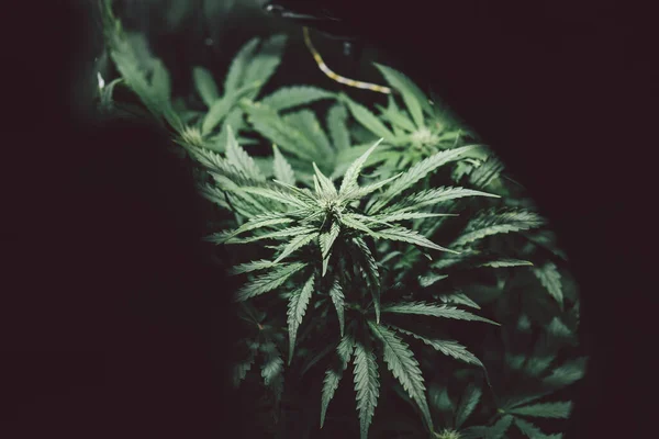 Naturgräs Ört Cannabis Växt Grön Bakgrund Hampodling Odla Sativa Blommar — Stockfoto