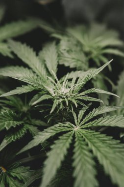 Kenevir yaprağının yasallaştırılması tıbbi esrar CBD. Esrar ve marihuana esrarı. Otun azaltılması. Yeşil kenevir arka planı. Dikey çekim.