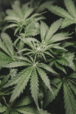 Kenevir yaprağının yasallaştırılması tıbbi esrar CBD. Otun azaltılması. Yeşil kenevir arka planı. Esrar ve marihuana esrarı. Dikey çekim.