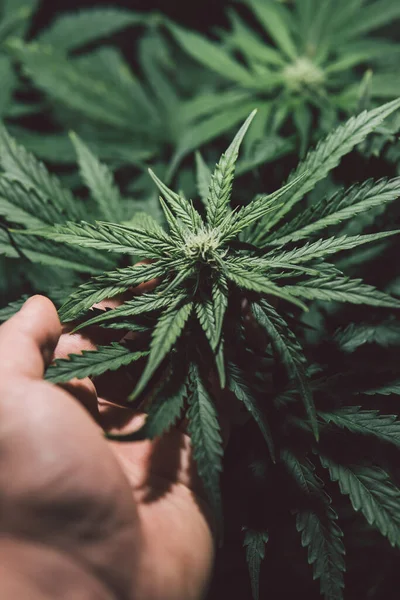 Marijuana Medicinblad Naturgräs Ört Cannabis Växt Grön Bakgrund Hampodling Odla — Stockfoto