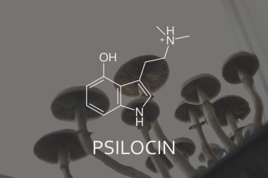 Psilosin formülü. Psikoaktif doğal ilaç. Akıl sağlığı için tıbbi psilosibin ve psilosin. Psilosibin mantarlarının eğlence amaçlı kullanımı. Yasallaştırma Tıbbi Psikedelik.