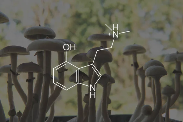 Psilocin Pilze Formel Freizeitnutzung Von Psilocybin Pilzen Psychoaktive Natürliche Droge — Stockfoto