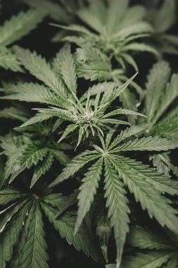 Esrar ve marihuana esrarı. Kenevir yaprağının yasallaştırılması tıbbi esrar CBD. Otun azaltılması. Yeşil kenevir arka planı. Dikey çekim.