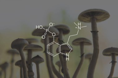 Psilosibin formülü. Yasal Tıp Bölümü. Psikoaktif doğal ilaç. Psilosibin mantarlarının eğlence amaçlı kullanımı. Akıl sağlığıyla ilgili tıbbi psilosibin.