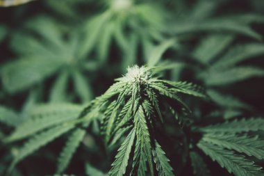 Doğal saksı otu. Ot ekimi. Kenevir bitkisi. Marihuana yaprağı. Yeşil arka plan. Kenevir yetiştiriciliği. CBC onaylandı. Büyüyen sativa çiçekleri.