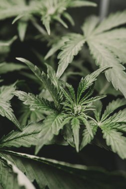 Esrar ve marihuana esrarı. Otun azaltılması. Esrar yaprağının yasallaştırılması Tıbbi esrar CBD.