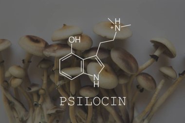 Psilosin saykodelik formülü. Psikoaktif doğal ilaç. Psilosibin mantarlarının eğlence amaçlı kullanımı.