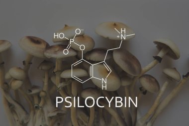 Psilosibin formülü mantarlar. Yasal Tıp Bölümü. Akıl sağlığıyla ilgili tıbbi psilosibin.