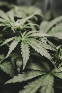 Otun azaltılması. Kenevir yaprağının yasallaştırılması tıbbi esrar CBD. Esrar ve marihuana esrarı. Yeşil kenevir arka planı. Dikey çekim.