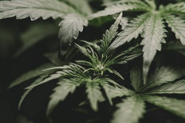 Otun azaltılması. Yeşil kenevir arka planı. Esrar ve marihuana esrarı. Esrar yaprağının yasallaştırılması Tıbbi esrar CBD.