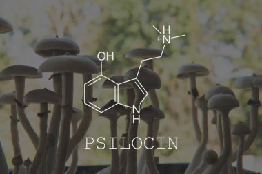 Psilosin saykodelik formülü. Psilosibin mantarlarının eğlence amaçlı kullanımı. Yasal Tıp Bölümü. Akıl sağlığının sağlığına dair tıbbi psilosin. Psikoaktif doğal uyuşturucu.