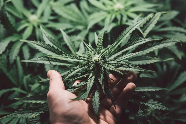 Grön Bakgrund Hampodling Odla Sativa Blommar Gräsodling Marijuana Medicinblad Naturgräs — Stockfoto