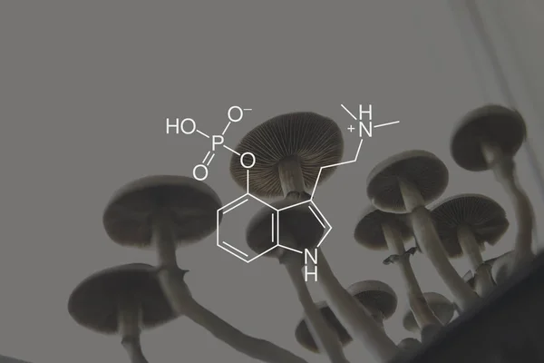 Psilocybin Formel Legalisering Medicinskt Medicinsk Psilocybin Psykisk Hälsa Fritidsanvändning Psilocybin — Stockfoto