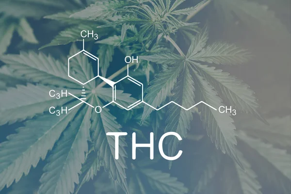 Thc Tetrahidrocanabinol Maconha Cannabis Legalização Panela Médica Despenalização Ervas Daninhas — Fotografia de Stock