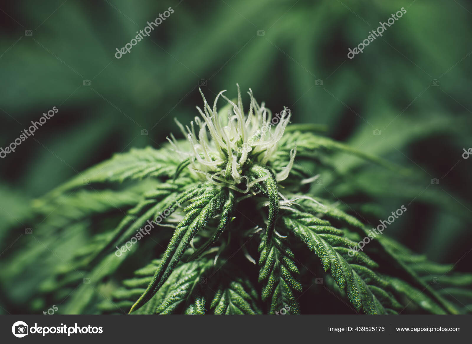 天然大麻药草杂草种植大麻植物大麻药叶大麻种植cbd医疗合法化长出饱满的花朵绿色背景 图库照片 C Cendeced 天然大麻药草杂草种植大麻植物大麻药叶大麻种植cbd医疗合法化长出饱满的花朵绿色背景 图库照片 C Cendeced