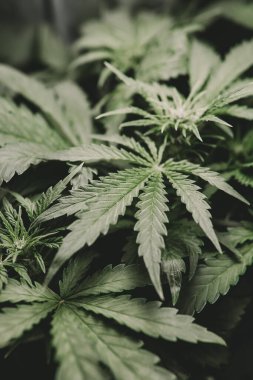 Yeşil kenevir arka planı. Otun azaltılması. Kenevir yaprağının yasallaştırılması tıbbi esrar CBD. Esrar ve marihuana esrarı. Dikey çekim.