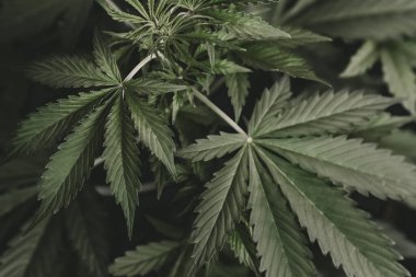 Esrar ve marihuana esrarı. Yeşil kenevir arka planı. Kenevir yaprağının yasallaştırılması tıbbi esrar CBD. Ot Azaltma.