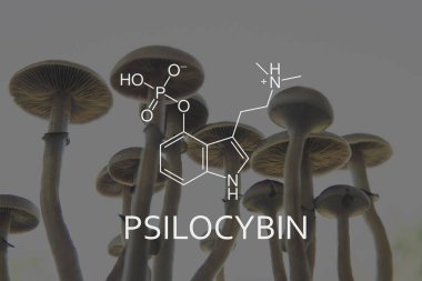 Psilosibin formülü mantarlar. Psilosibin mantarlarının eğlence amaçlı kullanımı. Yasal Tıp Bölümü. Akıl sağlığının sağlığıyla ilgili tıbbi psilosibin. Psikoaktif doğal uyuşturucu.