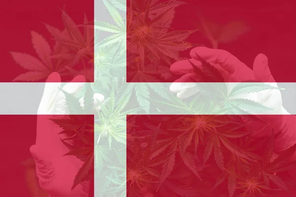 의의학적 마리화나 덴마크의 마리화나 놓았습니다 덴마크에서 대마초를 금지하다 덴마크에서의 대마초 — 스톡 사진