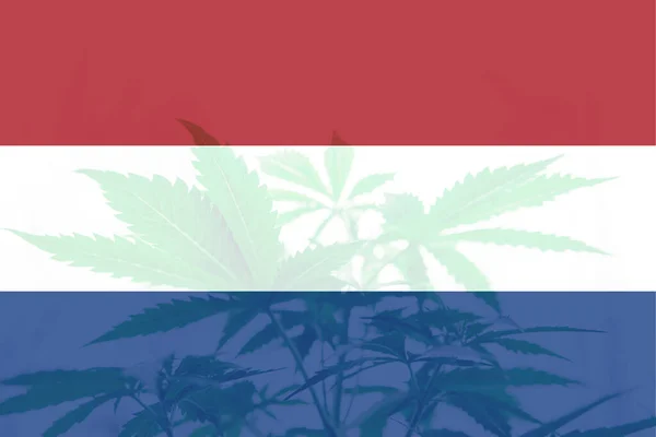 Cannabis Medicinal Holanda Legalização Cannabis Nos Países Baixos Despenalização Ervas — Fotografia de Stock