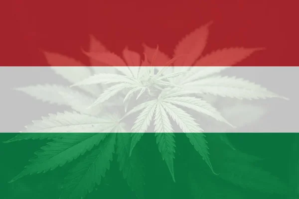 Medicinsk Cannabis Ungern Ogräsavkriminalisering Usa Marijuanablad Ungerns Flagga Cannabislegalisering Ungern — Stockfoto