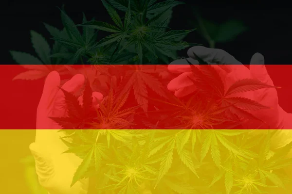 Kannabisz Marihuána Levél Németország Zászlóján Weed Decriminalization Németországban Kannabisz Legalizáció Stock Kép