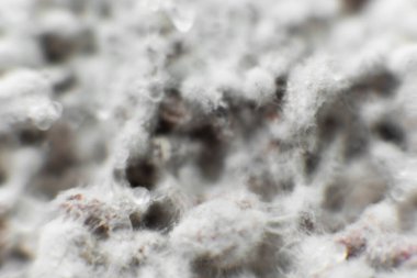 Organik vejetaryen yemekleri yetiştiriyorum. Mantar miselyumu yakın çekim. Miselyum taneleri. Mantar hipha iplikleri. Büyüyen mantarlar. Mycelium dokusu.