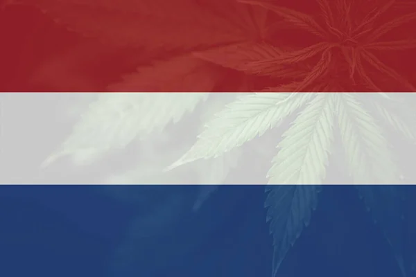 Despenalização Ervas Daninhas Holanda Cannabis Medicinal Holanda Folha Maconha Cannabis — Fotografia de Stock
